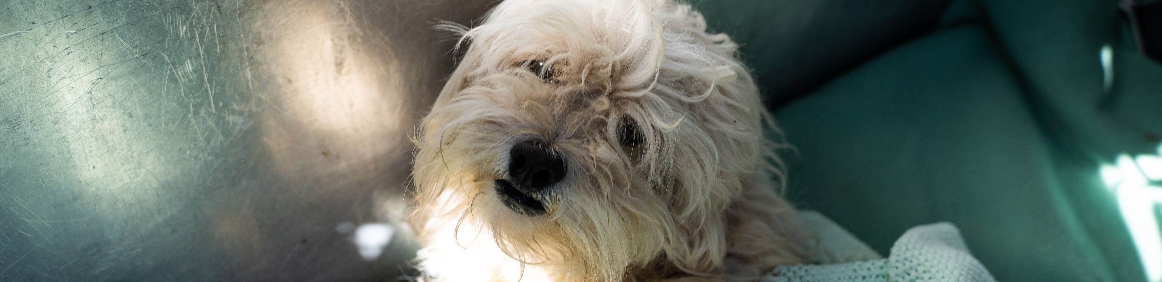 white maltese dog looking at camera